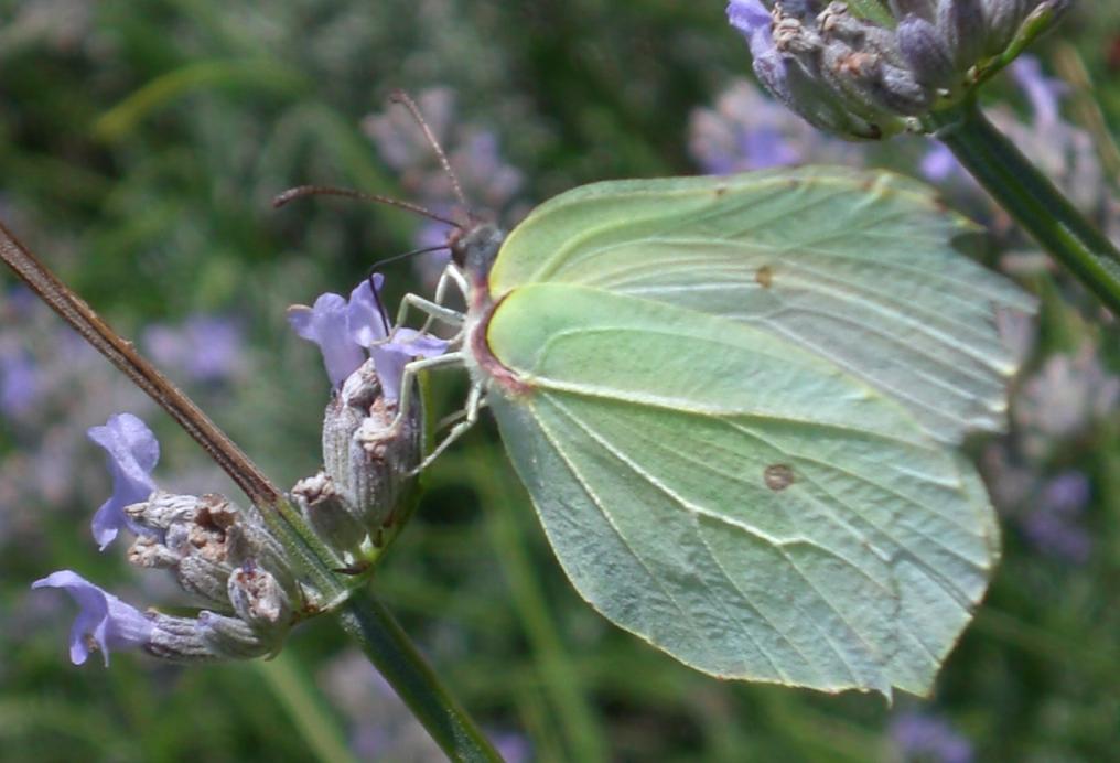 Farfalle da identificare